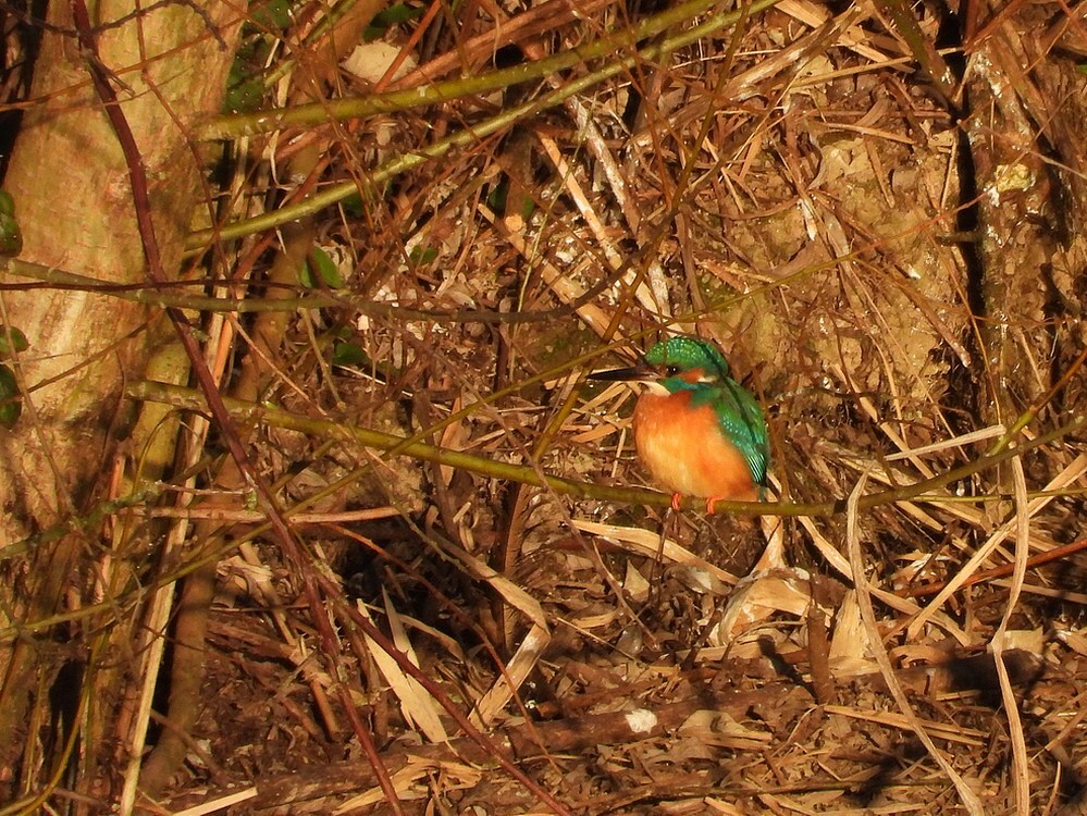ijsvogelnestlekdijkachthoven19032025 1
