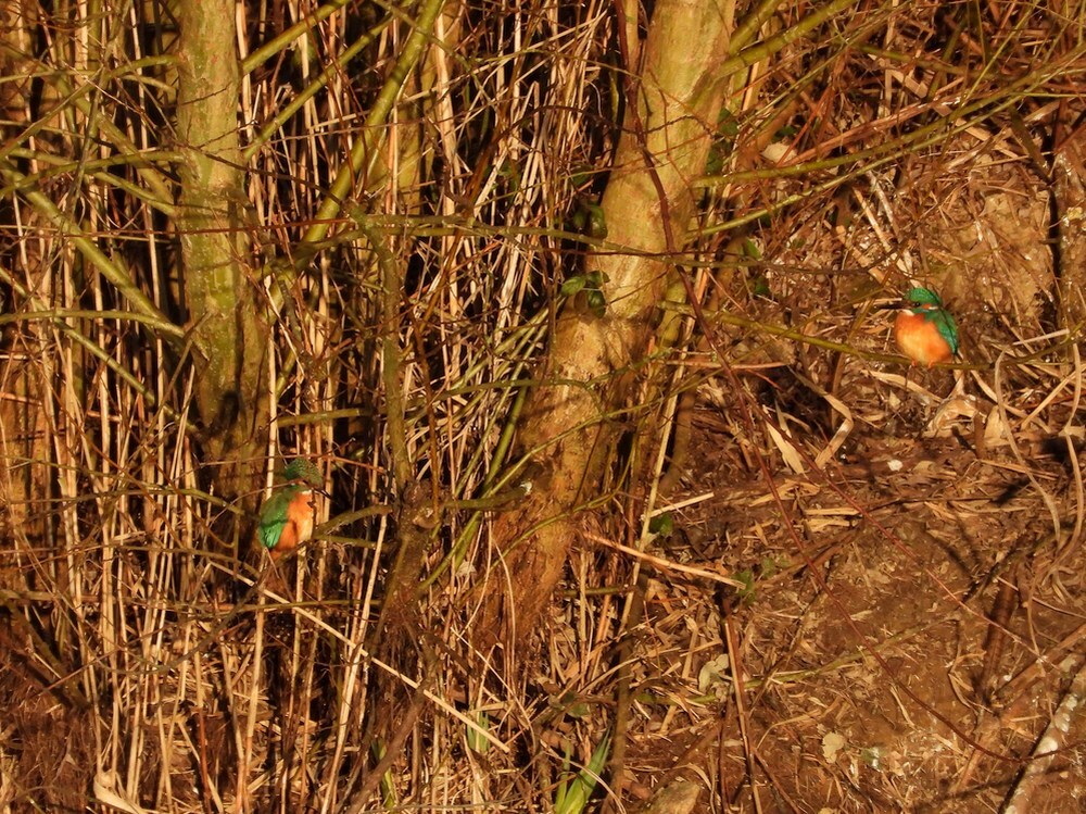 ijsvogelnestlekdijkachthoven19032025 2
