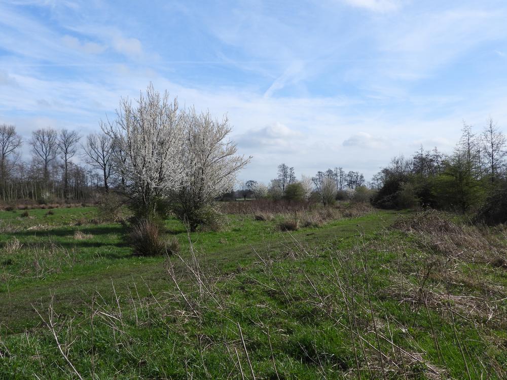 kerspruimboomgaarddekikkerzouweboezemgebied17032026 1