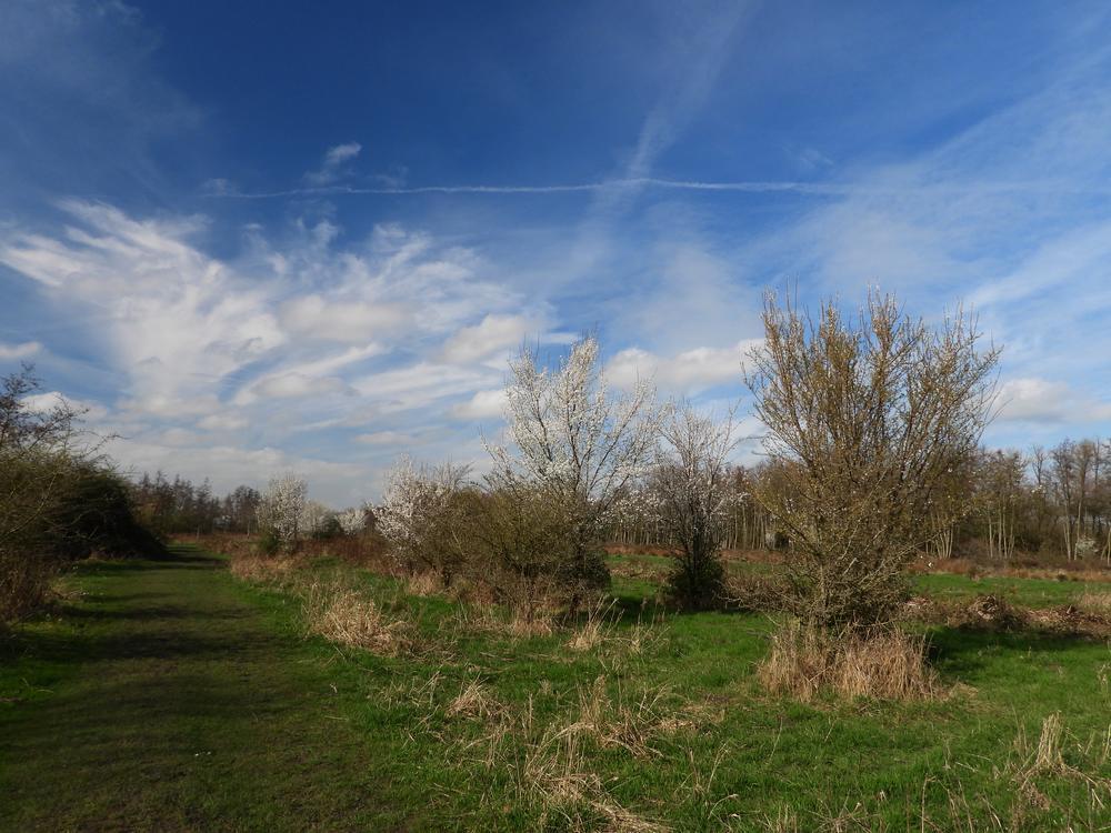 kerspruimboomgaarddekikkerzouweboezemgebied17032026 2