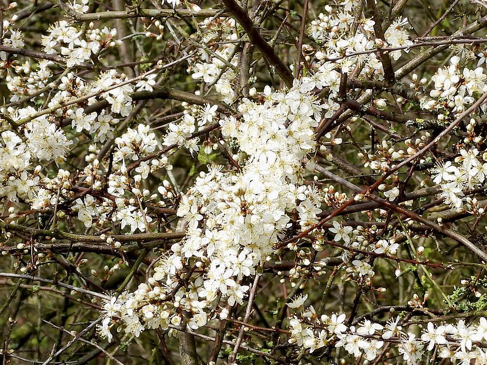 sleedoornbloesemzouweboezemgebied11032026 3