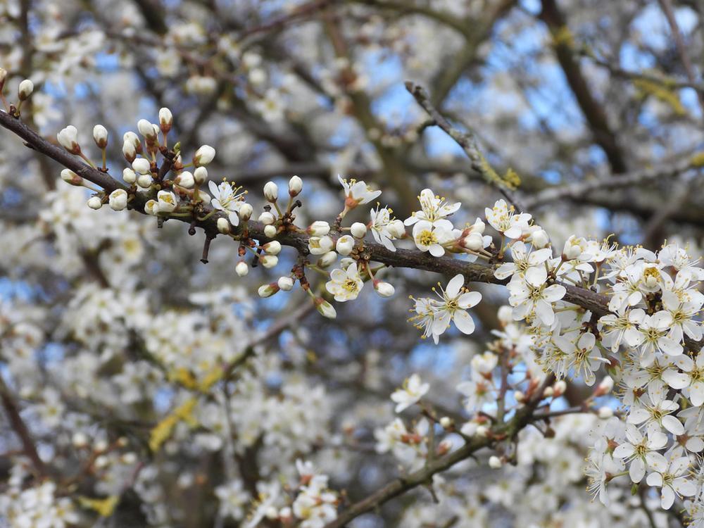 sleedoornbloesemzouweboezemgebied16032026 3