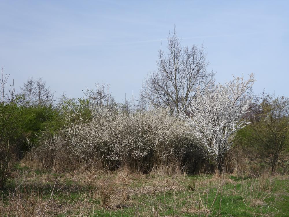 sleedoornenkerspruimzouweboezemgebied20032026