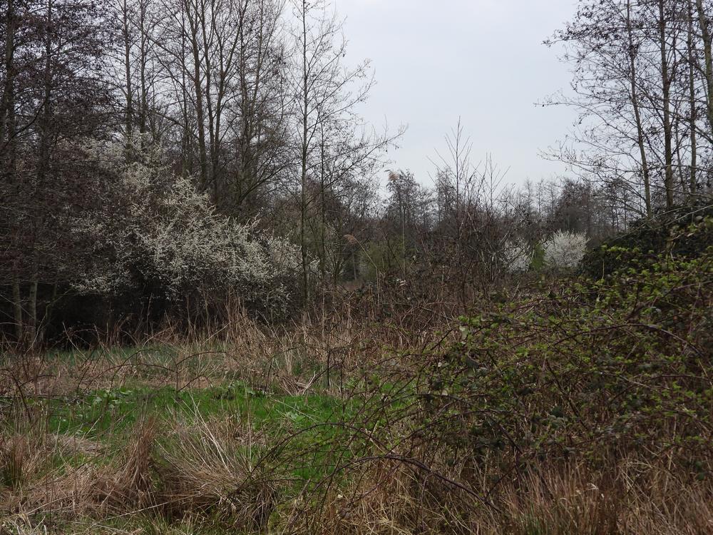sleedoornsenkerspruimboomgaarddekikkerzouweboezemgebied17032026