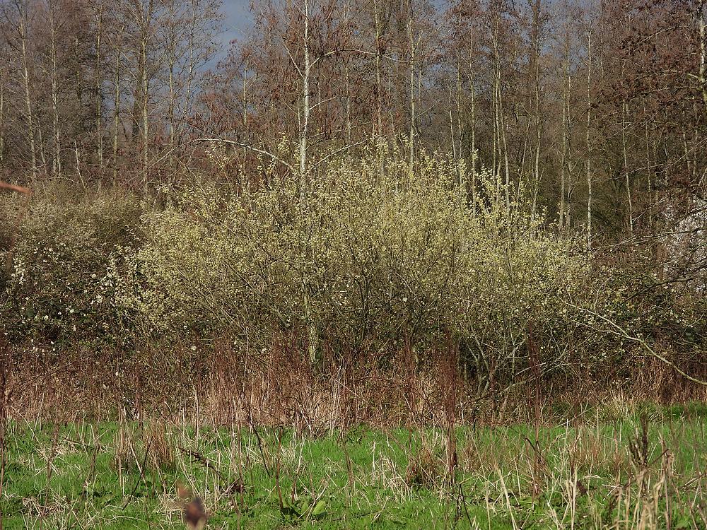 wilgenbloesemboomgaarddekikkerzouweboezemgebied17032026