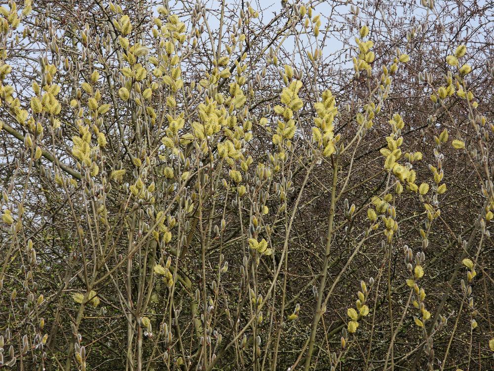wilgenbloesemzouweboezemgebied08032026