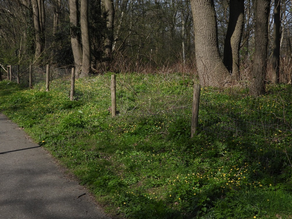 bosrandmetgewoonspeenkruidmaarsbergen05042023