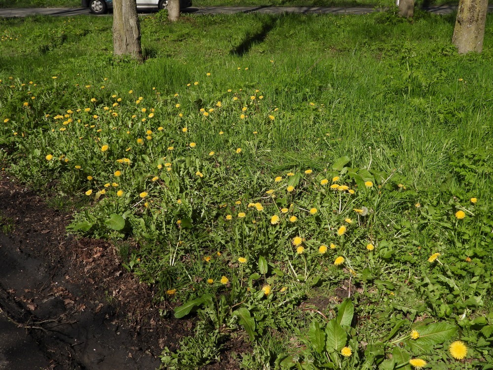 paardenbloemenbermparkeerplaatslexmondmet10 soorten zweefvliegen03042023