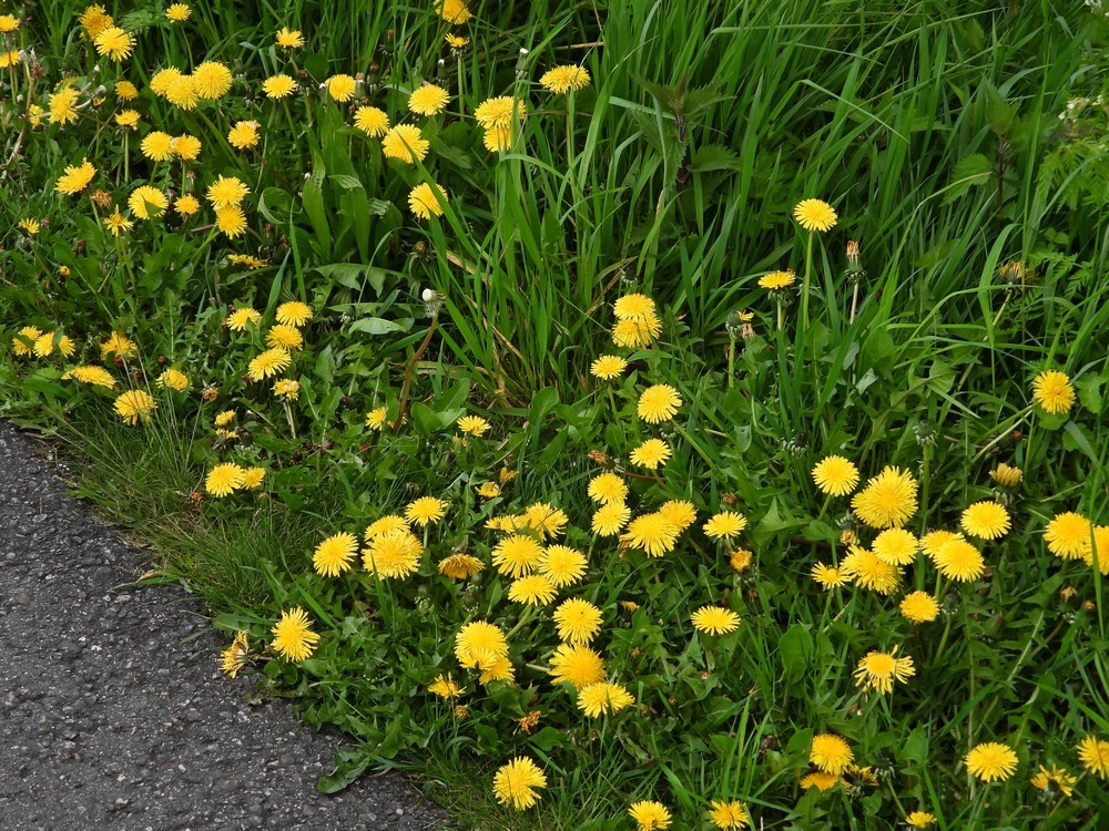 paardenbloemenzederikkadezouweboezem25042023 2