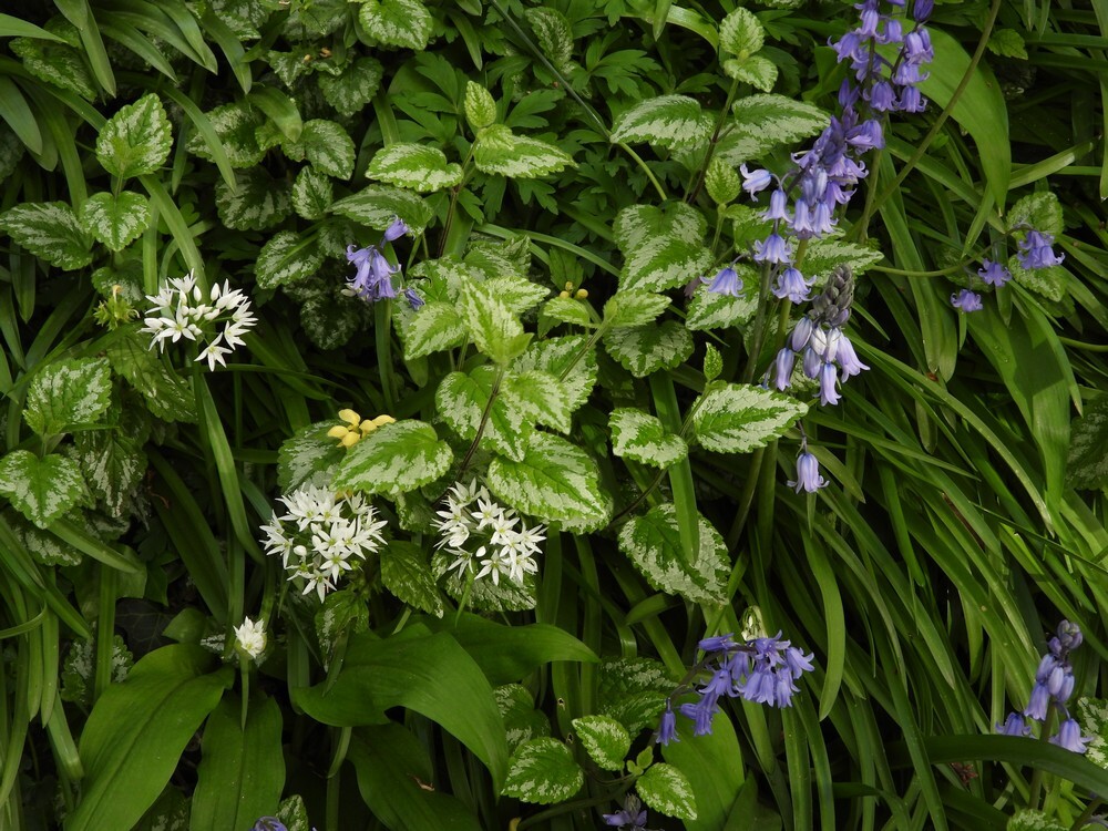 daslookhyacintstinzenhellingbotanischetuinenutrecht12042024