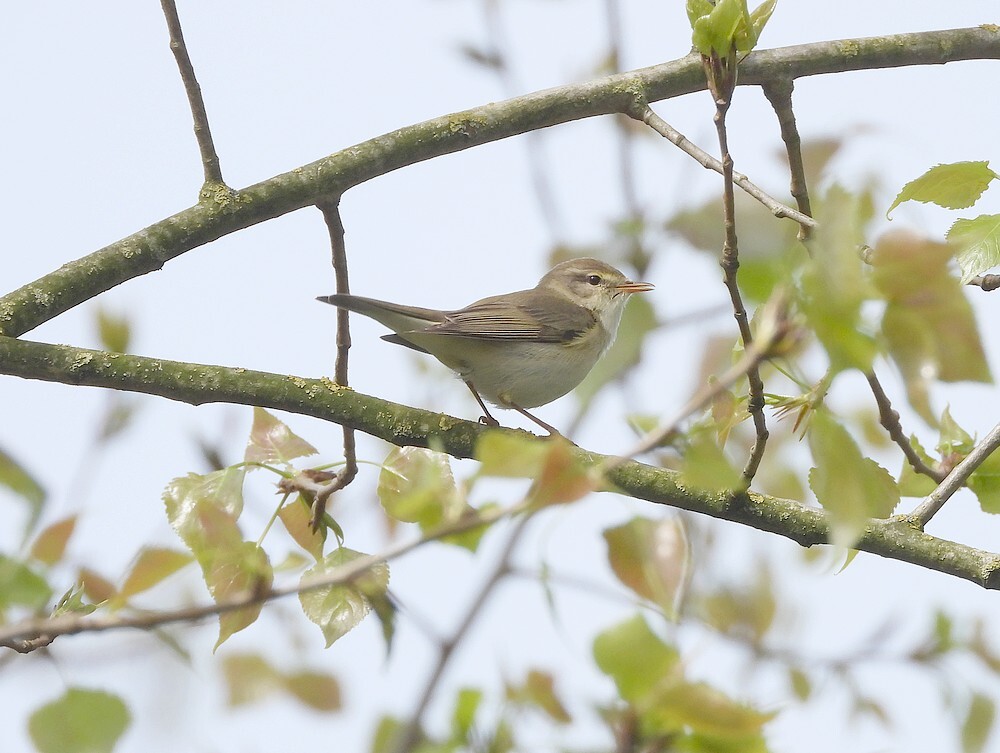 fitisbuitenfortbotanischetuinenutrecht13042024