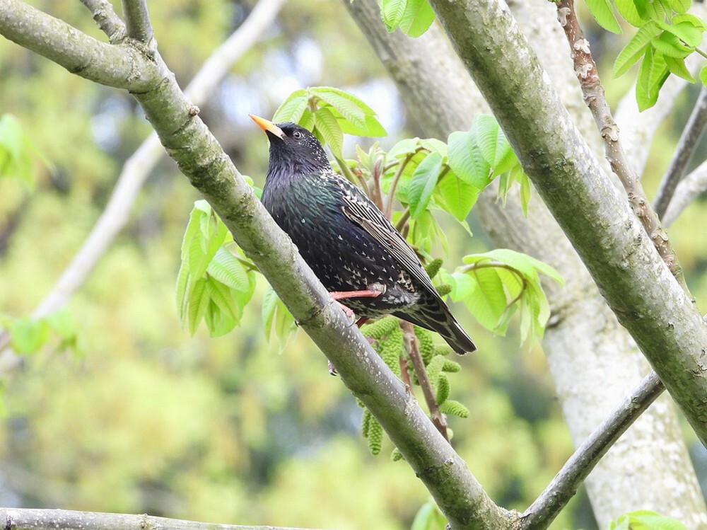 spreeuwbotanischetuinenutrecht13042024