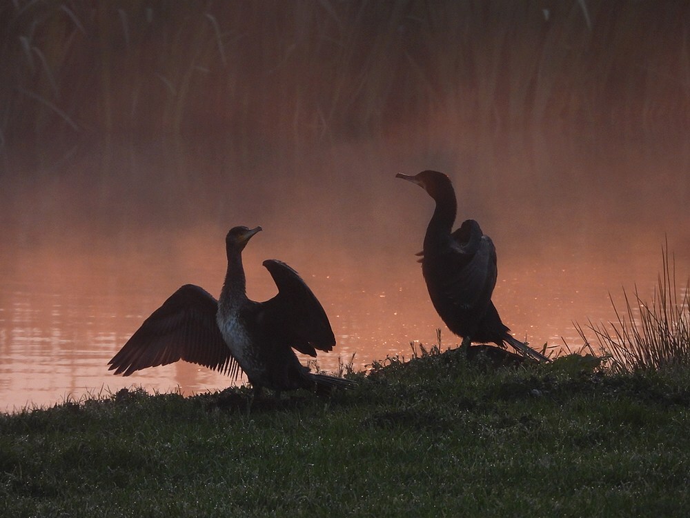 aalscholversbij zonsopkomstzouweboezem26042025
