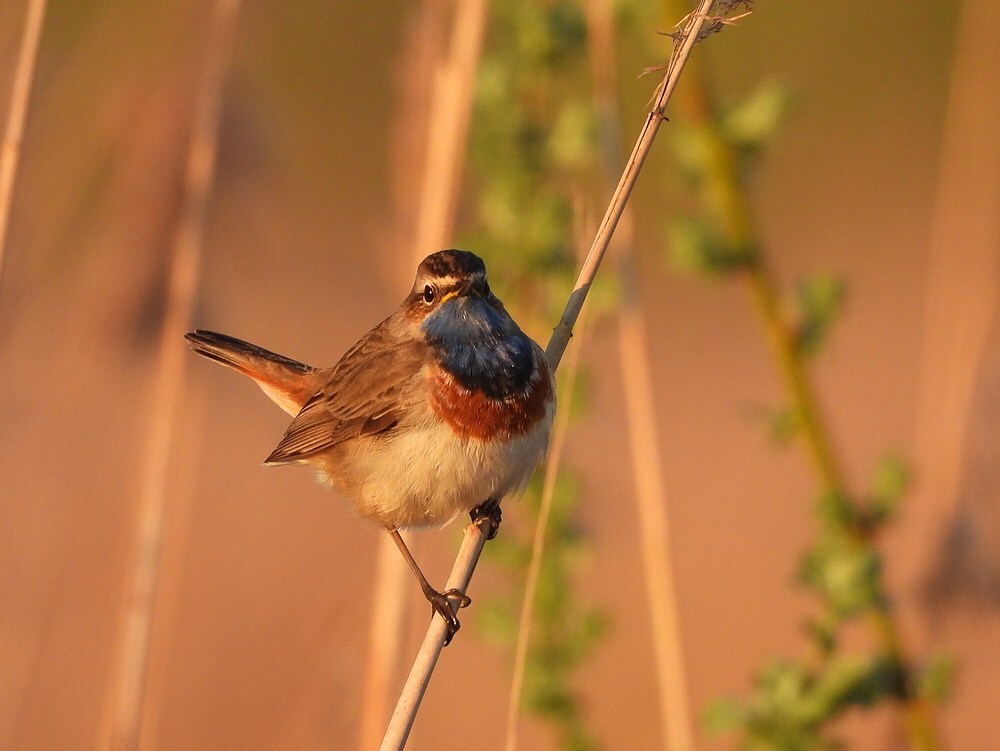 blauwborstzouweboezem07042025 2