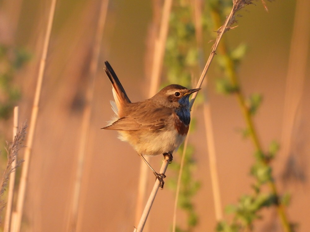 blauwborstzouweboezem07042025 3