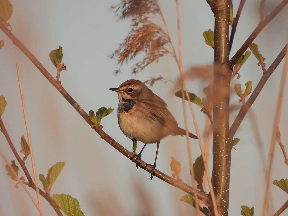 blauwborstzouweboezem08042025