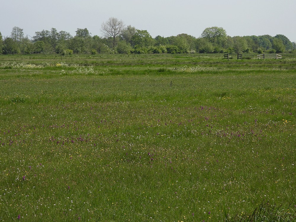 blauwgraslandenmetbredeorchiszouweboezem29042025 2