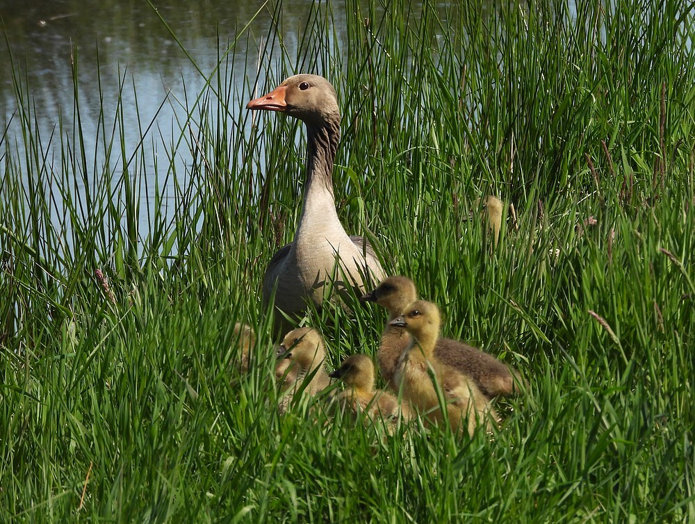 grauwegansmetjongenzouweboezem30042025