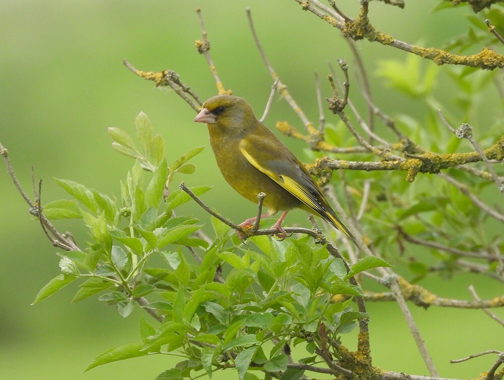 groenlingzouweboezem22042025