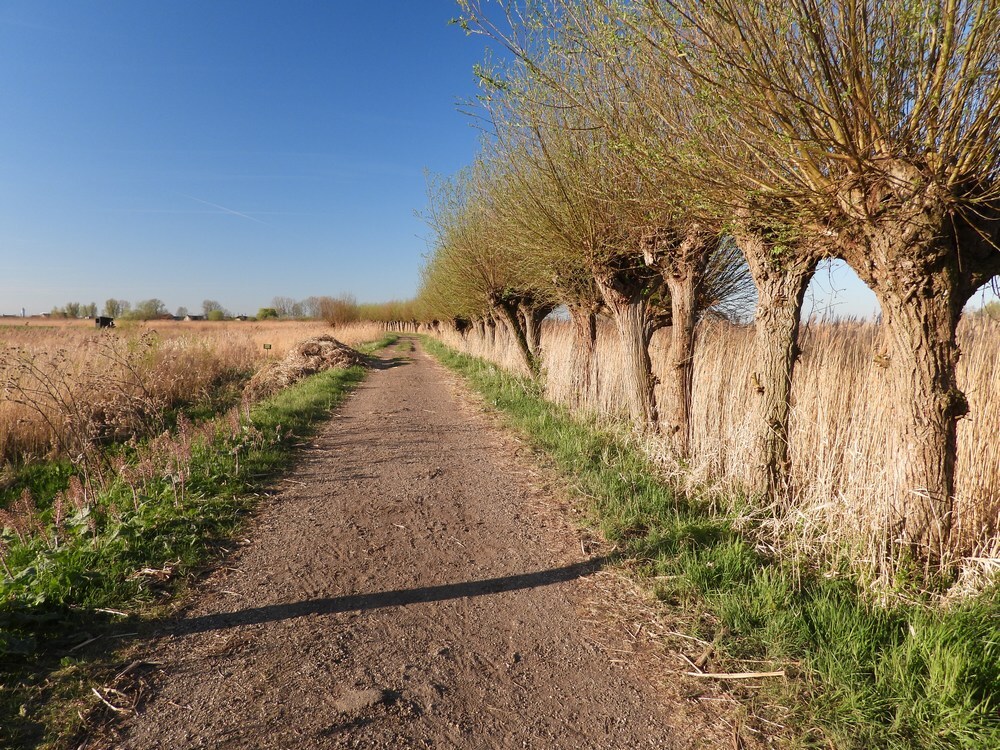 knotwilgenvogelkijkhutzouweboezem08042025 2