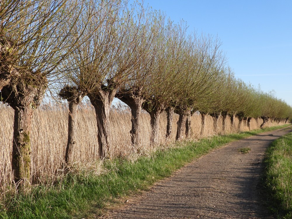 knotwilgenvogelkijkhutzouweboezem08042025 3