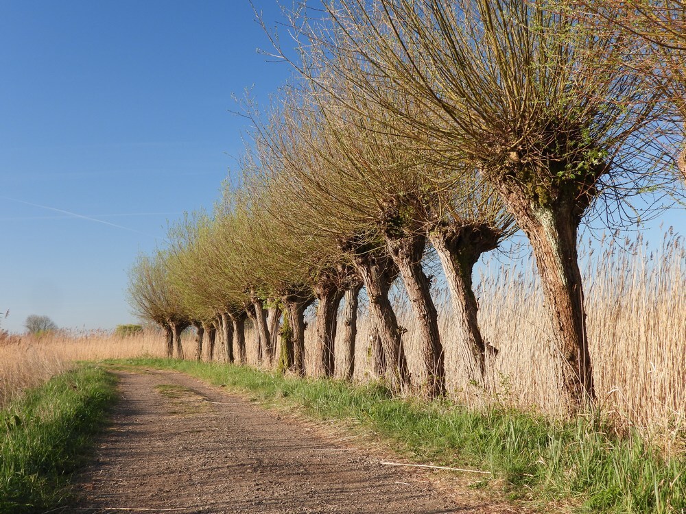 knotwilgenvogelkijkhutzouweboezem08042025 4