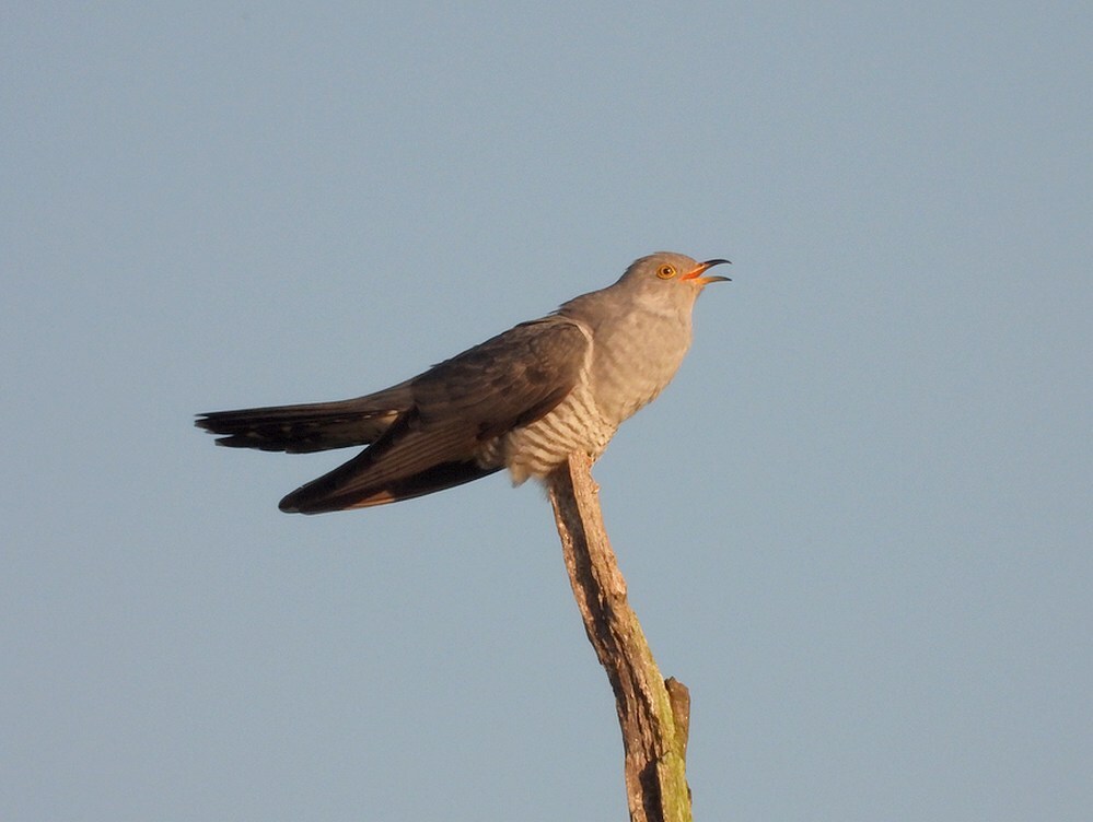 koekoekzouweboezem28042025 2