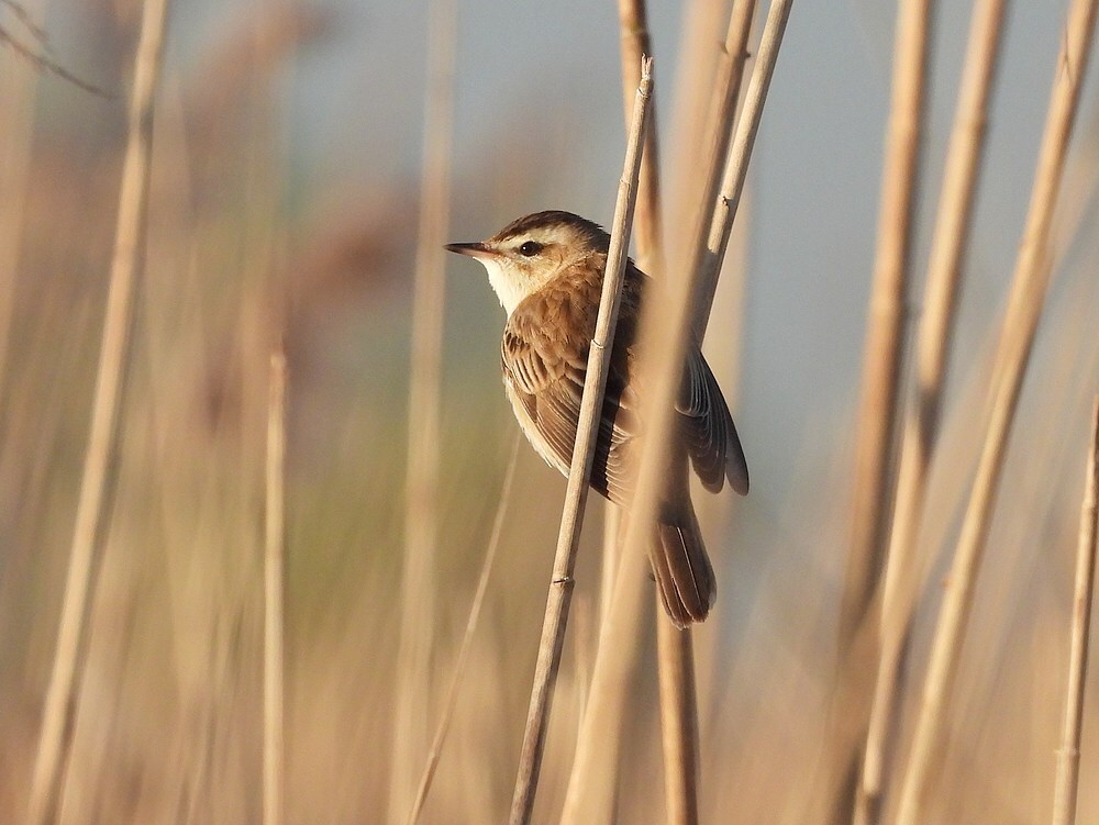 rietzangerzouweboezem08042025