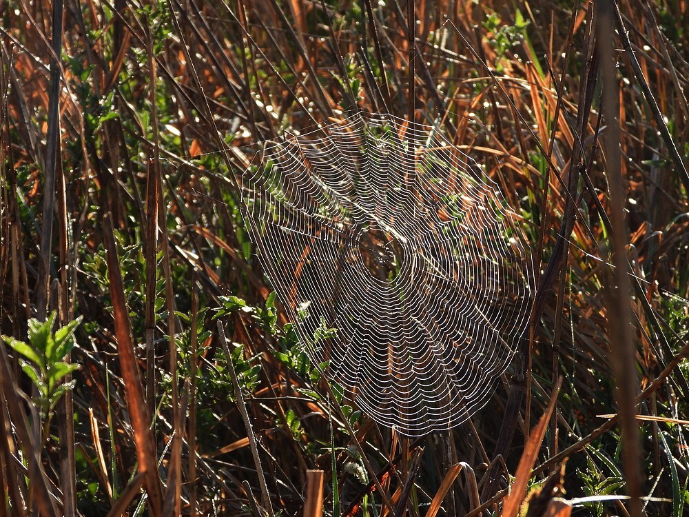 spinnenwebzouweboezem28042025