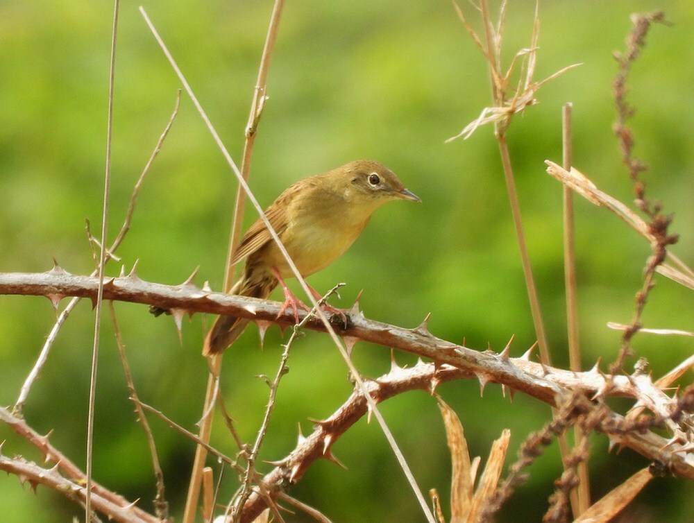 sprinkhaanzangerzouweboezem21042025 8