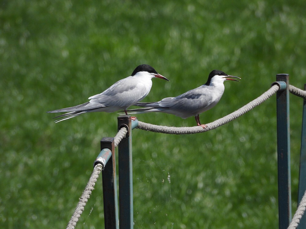 visdievenzouweboezem30042025