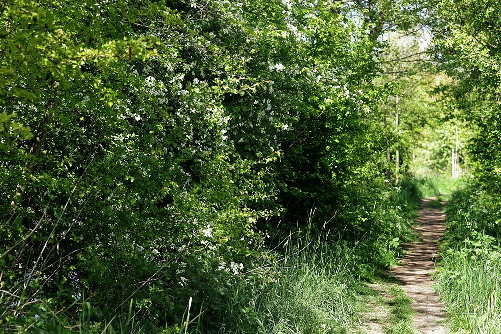 dodelentezouweboezemgebied23042026 4
