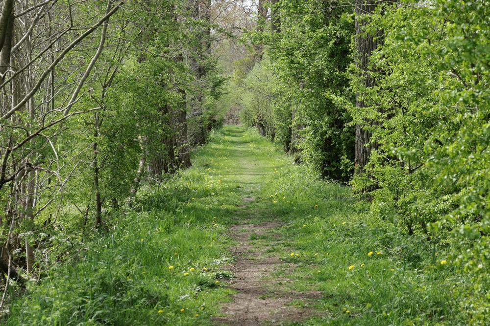 paardenbloemenenzandbijenzouweboezemgebied15042026 1