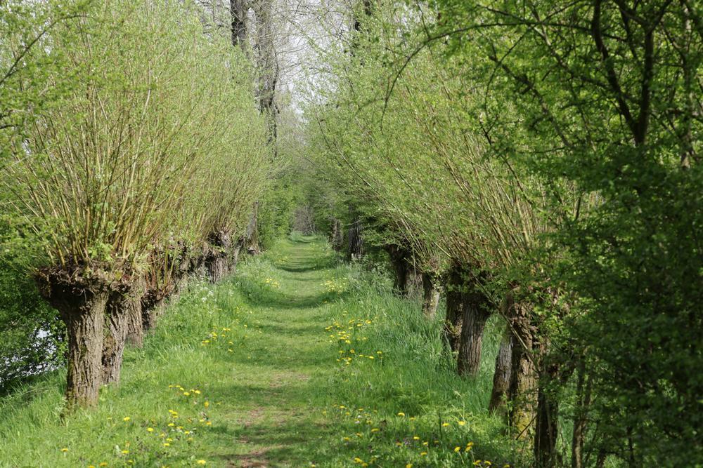 paardenbloemenenzandbijenzouweboezemgebied15042026 2