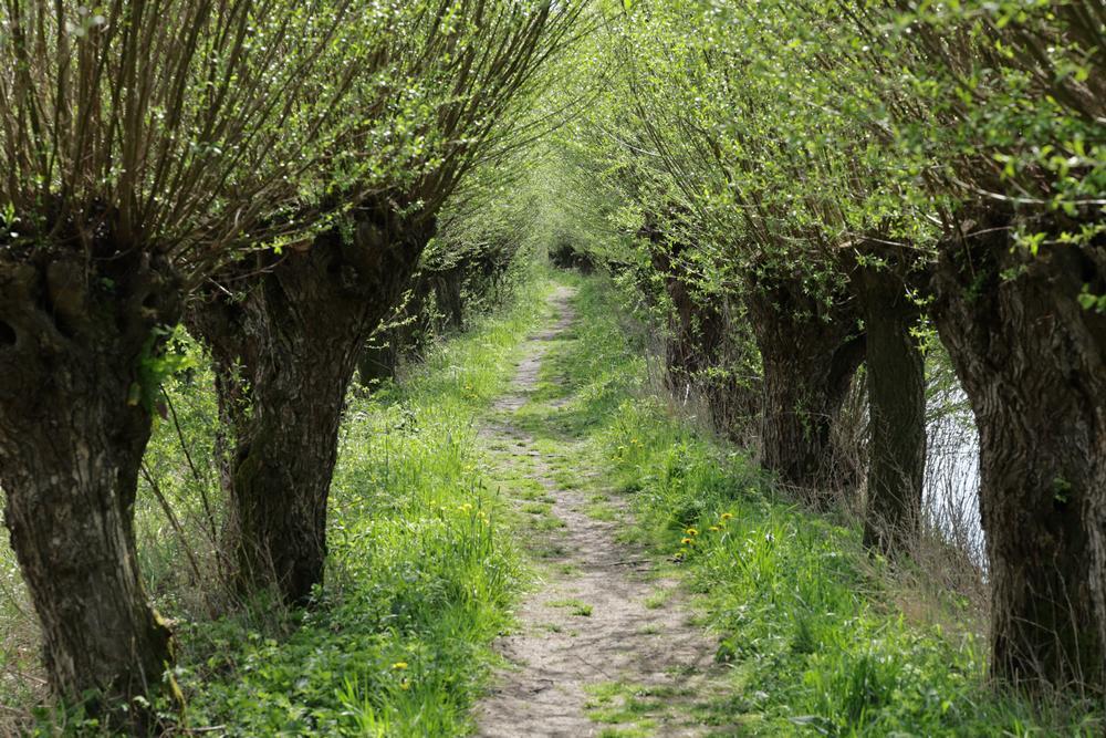 paardenbloemenenzandbijenzouweboezemgebied15042026 3