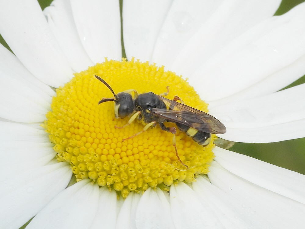 groefbijendoderopmargrietbotanischetuinenutrecht15052024