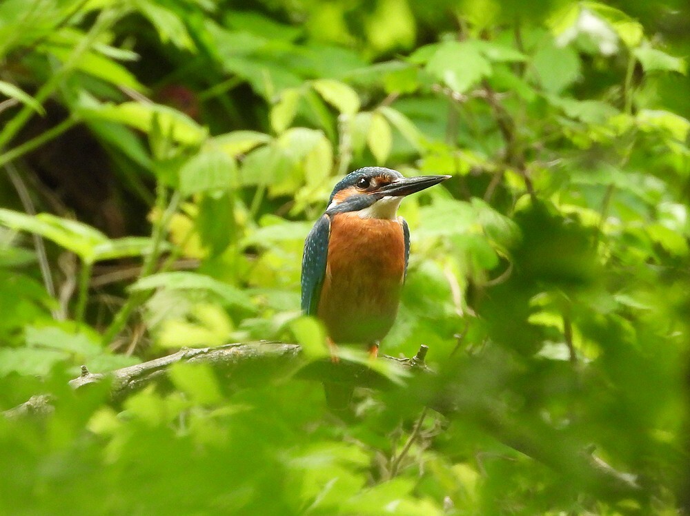 ijsvogelmanbuitenfortbotanischetuinenutrecht09052024 1