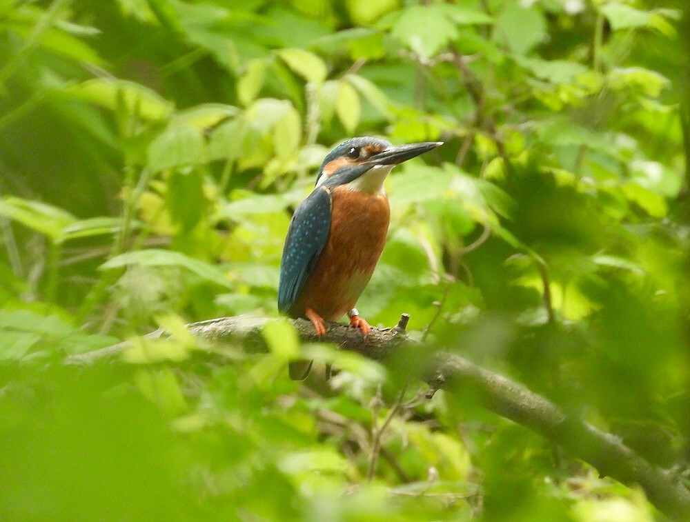 ijsvogelmanbuitenfortbotanischetuinenutrecht09052024 2
