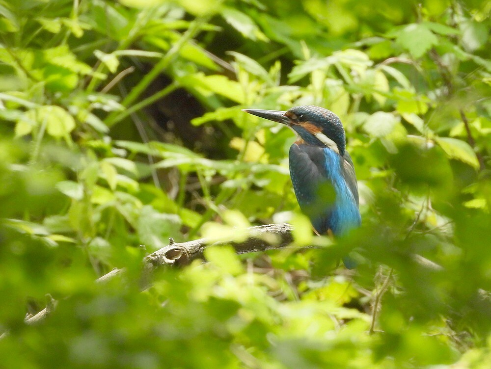 ijsvogelmanbuitenfortbotanischetuinenutrecht10052024