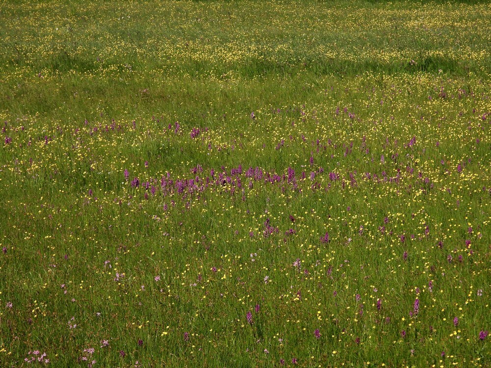 bredeorchissenzouweboezem11052025