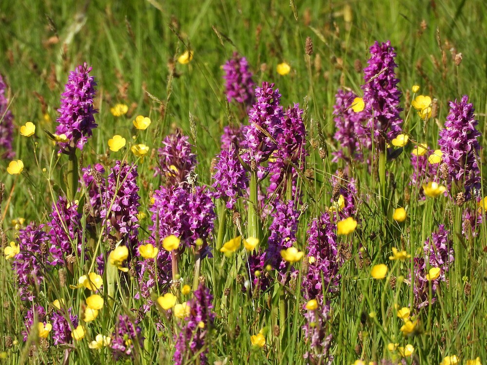 bredeorchiszouweboezem12052025 2