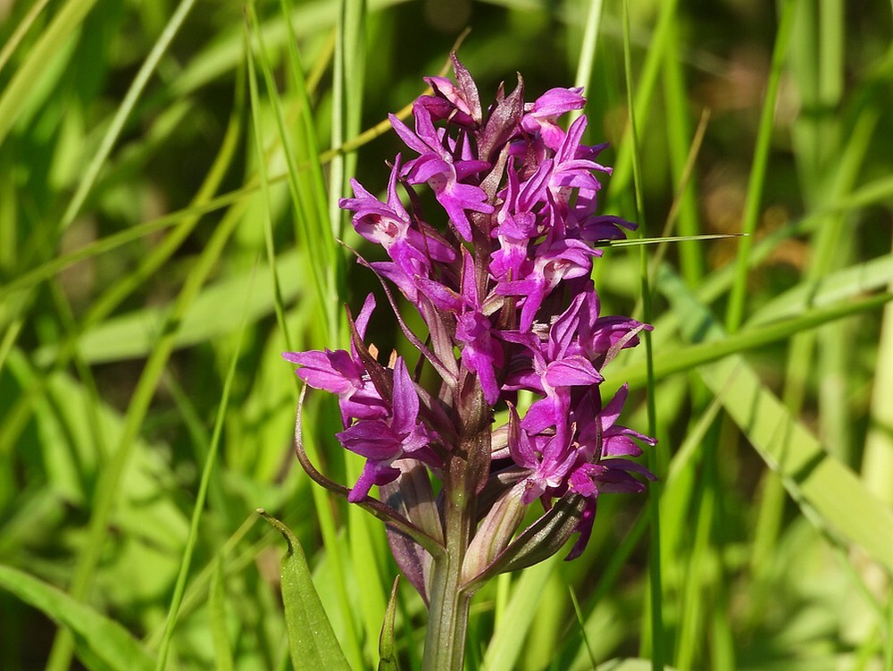 bredeorchiszouweboezem12052025