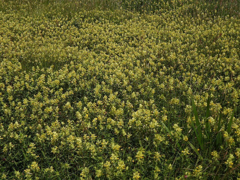 groteratelaarlandschapzouweboezem26052025 1