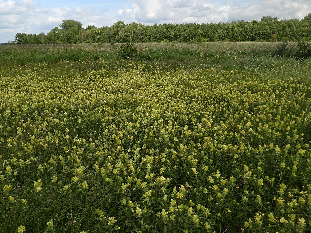 groteratelaarlandschapzouweboezem26052025 2