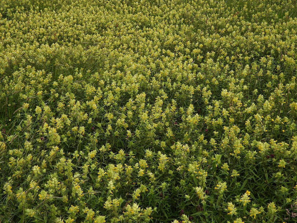 groteratelaarlandschapzouweboezem26052025 3