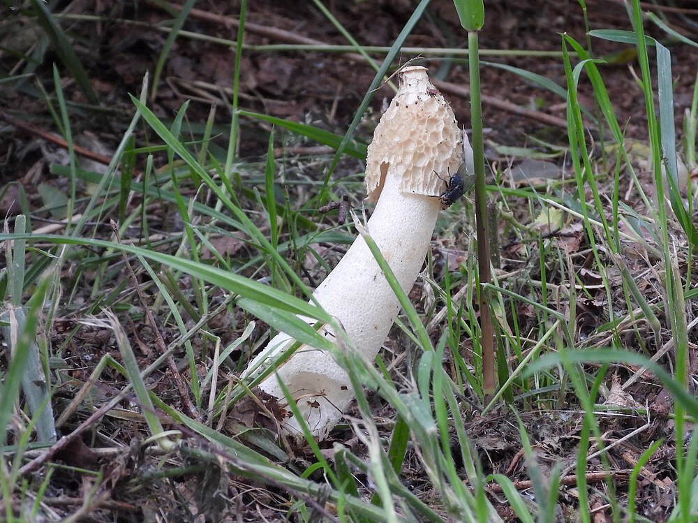grotestinkzwamzouweboezem30052025