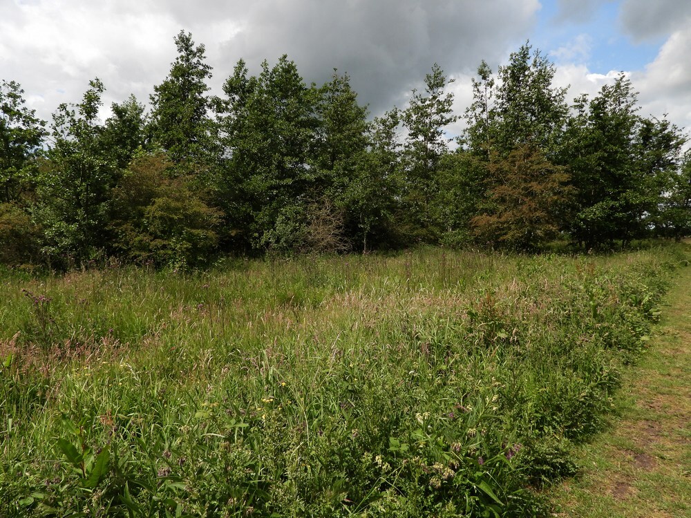kalejonkerinluwtebosrandzouweboezem26052025