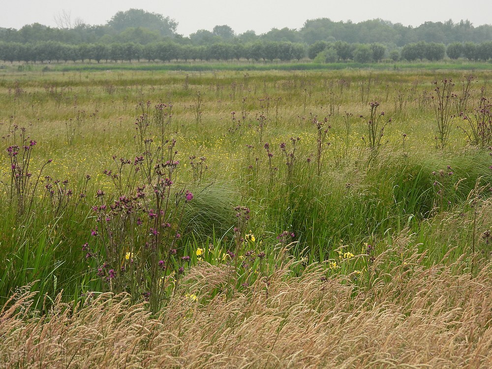 kalejonkerlandschappenzouweboezem30052025 2