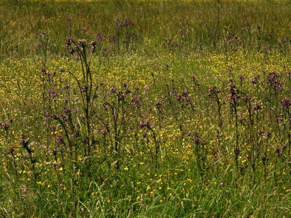 kalejonkerpolderachthovenzouweboezem19052025