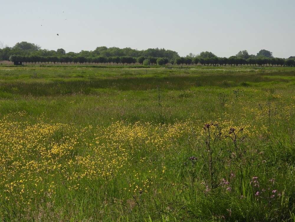 knotwilgen85exvoorbeeldigonderhoudenvogelkijkhutzouweboezem14052025